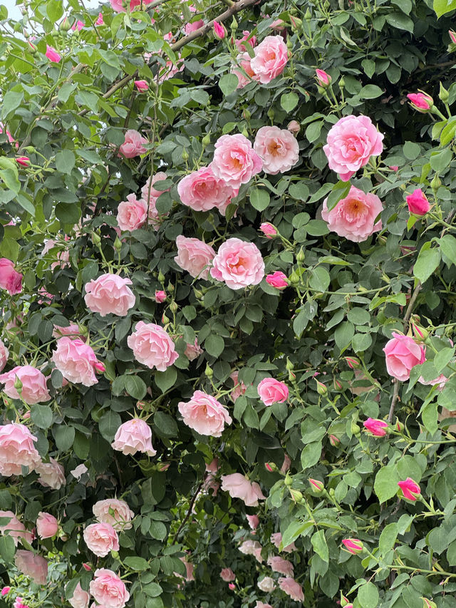 💐 Manhua Manor • Chengdu 