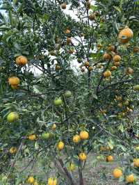 ชวนเพื่อนไปเก็บส้มที่แม่ริม เชียงใหม่ 🍊