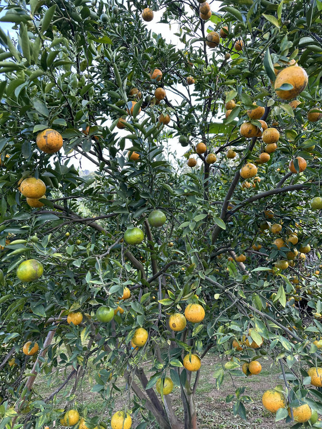 ชวนเพื่อนไปเก็บส้มที่แม่ริม เชียงใหม่ 🍊