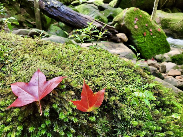 Phu Kradueng National Park