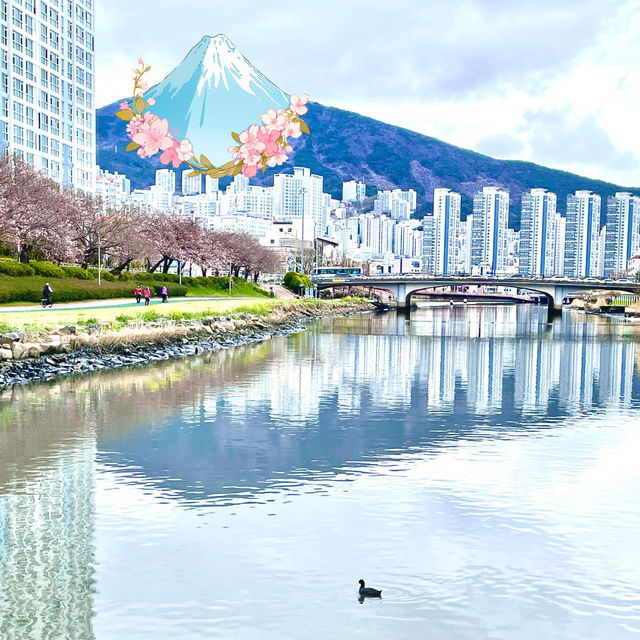 Oncheoncheon Stream Blossoms | Trip.com Busan