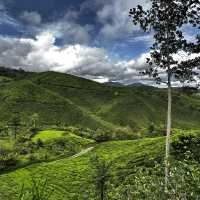 Local Boh Tea Plantation In Malaysia! 