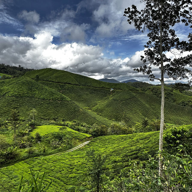 Local Boh Tea Plantation In Malaysia! 