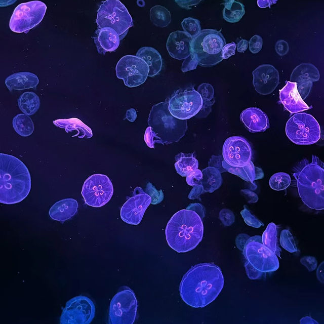 COEX商場內巨型水族館：海底奇景
