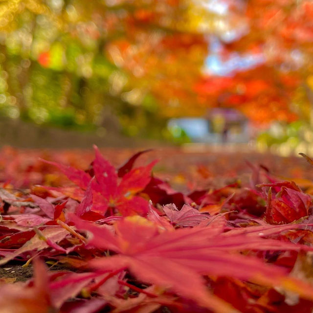 【山口観光】紅葉の季節はこちらがおすすめ