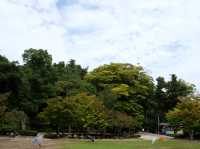 【大阪京都】日本三景之一「天橋立」，人生必到一次‼️建議住宮津一晚更充裕‼️