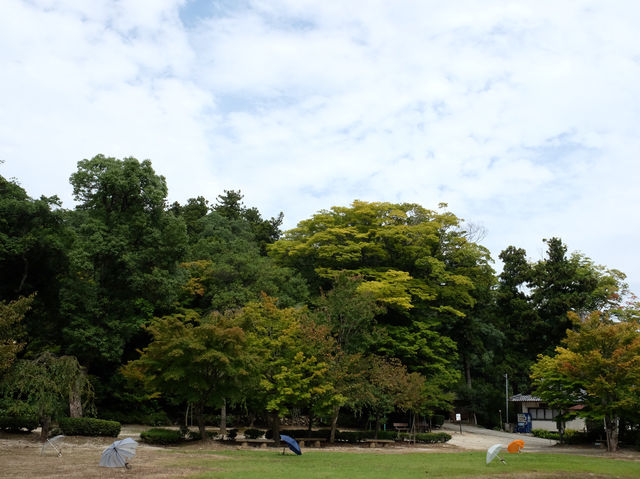 【大阪京都】日本三景之一「天橋立」，人生必到一次‼️建議住宮津一晚更充裕‼️
