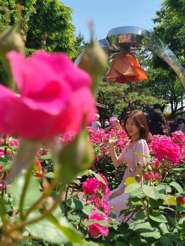 이번주가 마지막 기회! 서울 중랑천 장미축제🌹