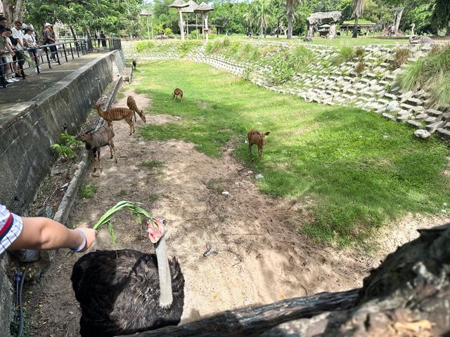 綠山野生動物園 超過300種動物的泰國大型動物園