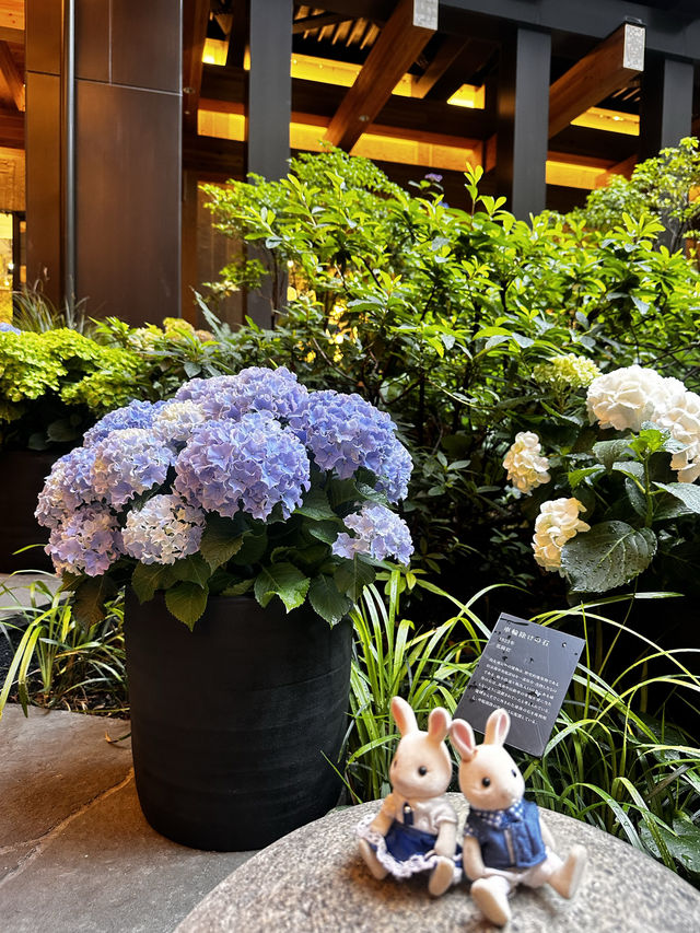 【京都】無料で楽しめる駅直結のお手軽紫陽花スポット💐