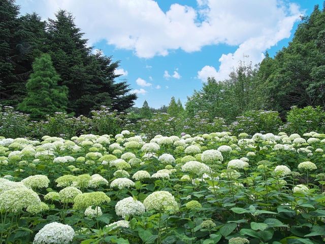 神戶市立森林植物園