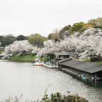 【2024】千鳥ヶ淵綠道：櫻花浪漫💕🌸