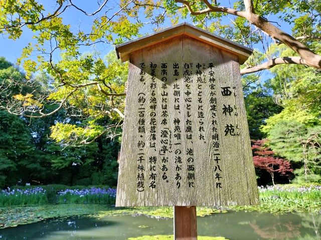 夏旅は京都へ行こう💠平安神宮西神苑で咲きほこる花菖蒲
