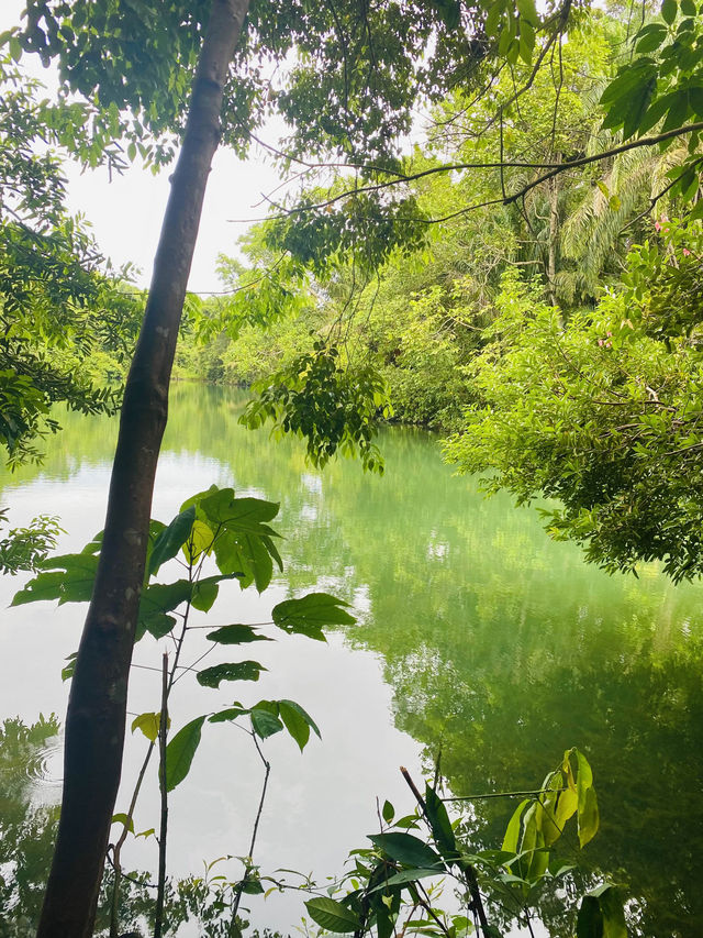 🇸🇬 Nature walk at Lower Peirce Reservoir Park, Singapore