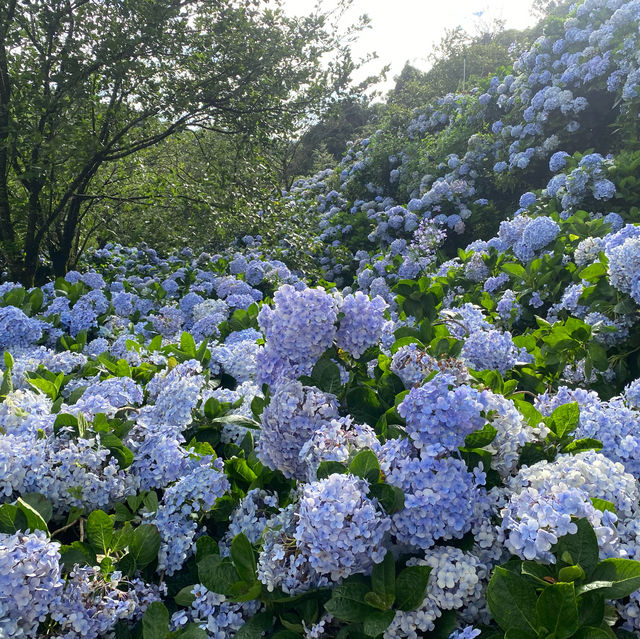 高家繡球花第三園區 萬里 陽明山 夏天必賞