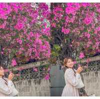 แจกพิกัดถ่ายรูปกับดอกเฟื่องฟ้าโคราช