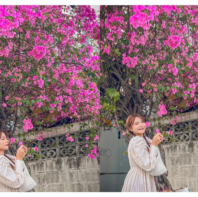 แจกพิกัดถ่ายรูปกับดอกเฟื่องฟ้าโคราช