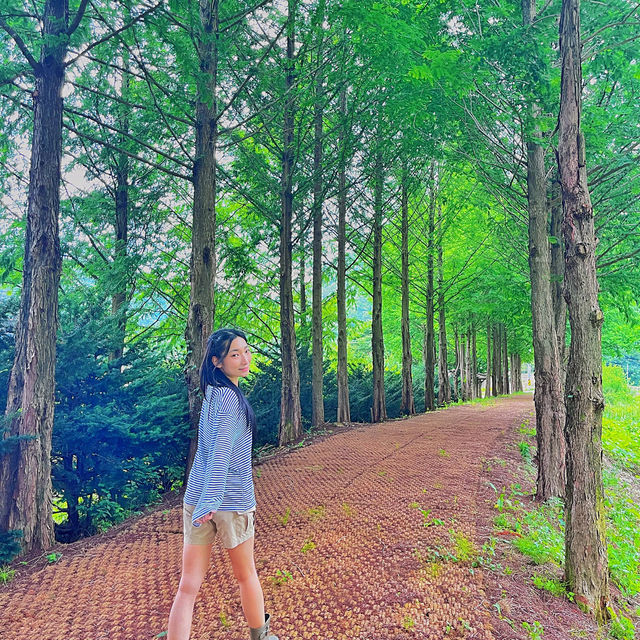 🌳이 우뚝 서있는 영월의 자연보존 랜드마크  