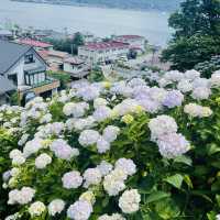 【長野県/岡谷市　色鮮やかな紫陽花が一面に広がる先には諏訪湖が見える絶景スポット✨】