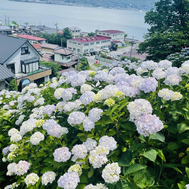 【長野県/岡谷市　色鮮やかな紫陽花が一面に広がる先には諏訪湖が見える絶景スポット✨】