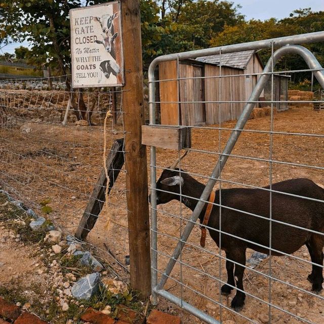 🏡 The Treat Farm Hotel  🏡