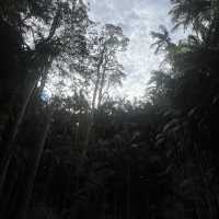 Mount Tambourine bushwalk