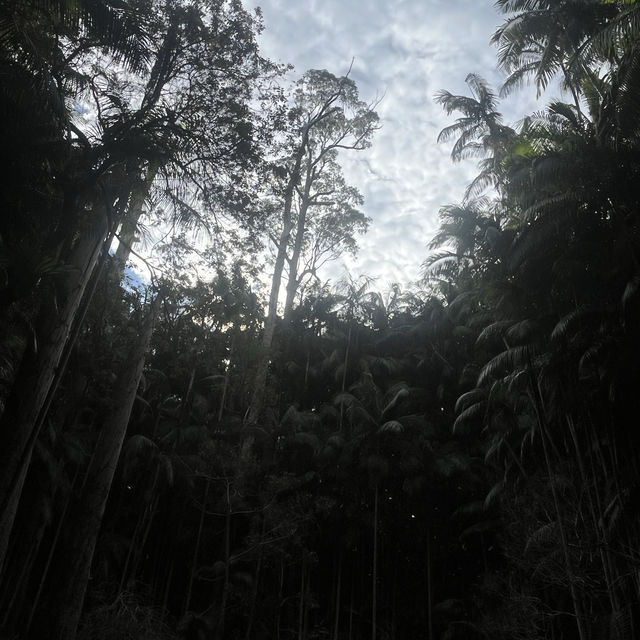Mount Tambourine bushwalk