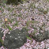 〜京都府〜学問、芸能のパワースポット！北野天満宮