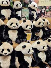판다러버들 무조건 고! 에버랜드 판다월드🐼
