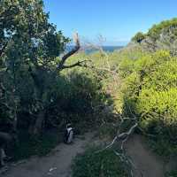 【ボルダーズビーチ旅行】