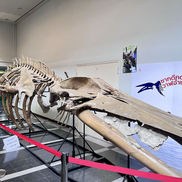 พิพิธภัณฑไดโนเสาร์🦖🦕
