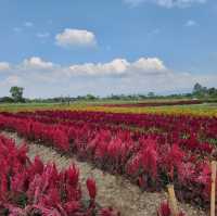 🌸 สวนดอกไม้ป้านกเอี้ยง