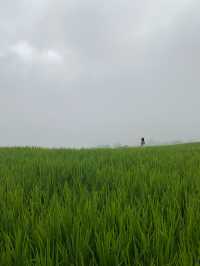 ที่พักป่าบงเปียง | เชียงใหม่ 🏡⛰️🌧️🌾