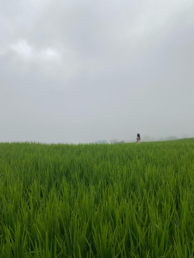 ที่พักป่าบงเปียง | เชียงใหม่ 🏡⛰️🌧️🌾