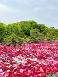 【島根】期間限定の絶景の庭園🌼 🌸【由志園の牡丹祭り】🌸