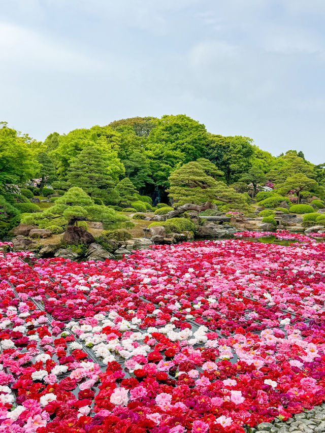 【島根】期間限定の絶景の庭園🌼 🌸【由志園の牡丹祭り】🌸