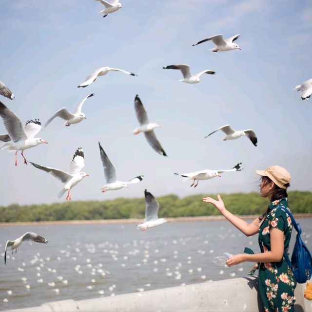นกนางนวลบางปู
