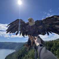 Malahat Skywalk-breathtaking views!! 