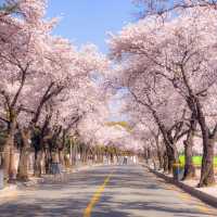 올 봄, 경주를 가야 하는 이유🌸
