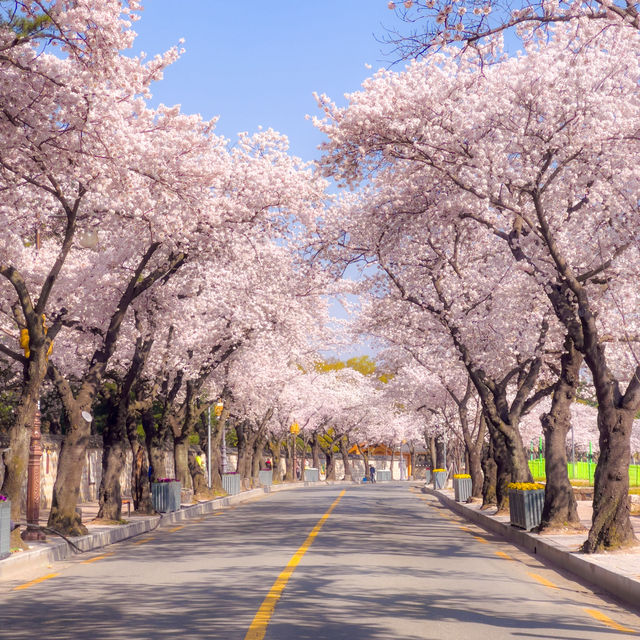 올 봄, 경주를 가야 하는 이유🌸