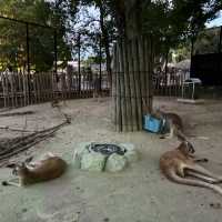 夜遊東山動物園，專屬夜晚的野性與浪漫