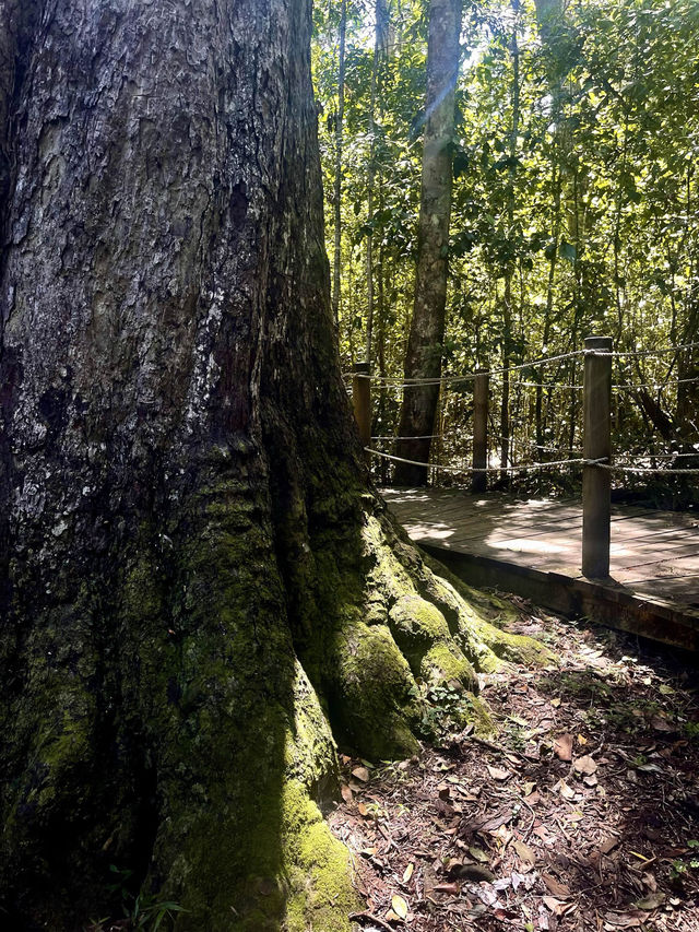 🌳 Discover the Wilderness of Tsitsikamma National Park 