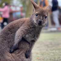 【台灣】宜蘭張美阿嬤農場：開放式動物園，提前買票更便宜