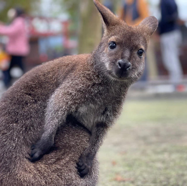 【台灣】宜蘭張美阿嬤農場：開放式動物園，提前買票更便宜
