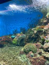 🐠Bangsaen Aquarium ดูปลาที่บางแสน✨