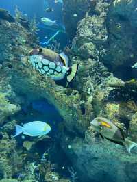 🪼 S.E.A. Aquarium ในสิงคโปร์✨