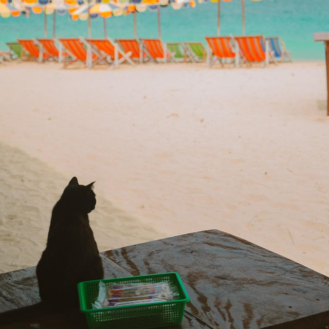 เกาะแมว สวรรค์ของเหล่าทาส! 🐈🏝