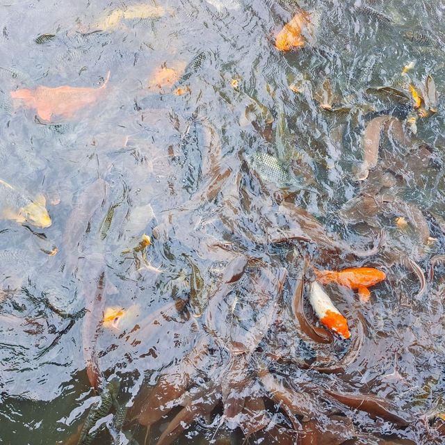 泰國美索寺廟慢遊