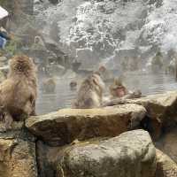 Jigokudani (Snow) Monkey Park ดูน้องลิงแช่ออนเซ็น🐵