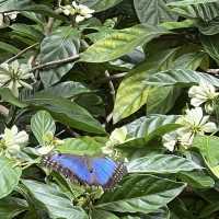 Fairchild Tropical Botanic Garden - Miami’s Lush Green Haven